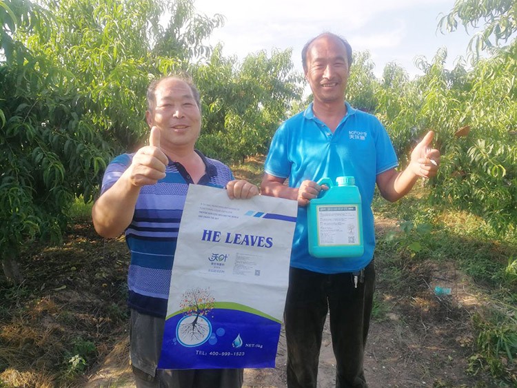 桃樹根腐不可怕，怕的是不用水溶肥治療！