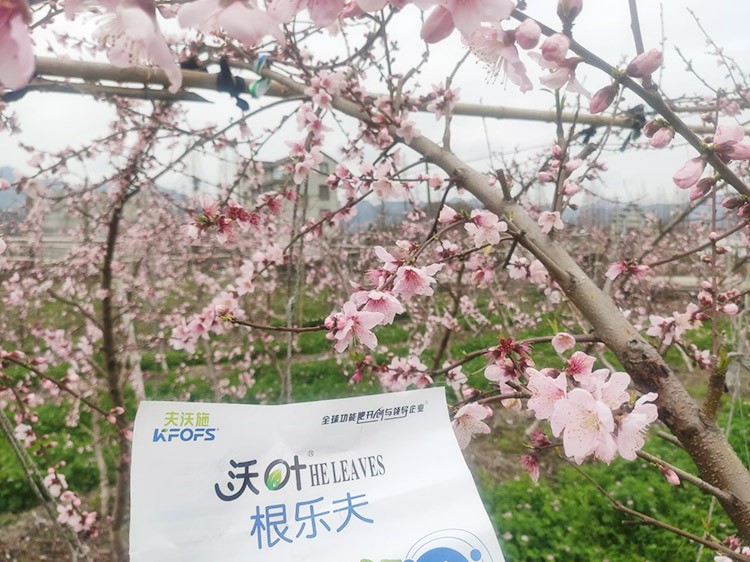 桃樹根腐不可怕，怕的是不用水溶肥治療！