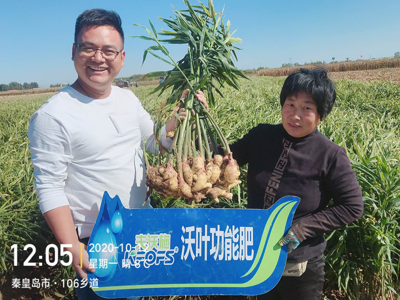 微生物菌劑為何要在大姜上全程使用？