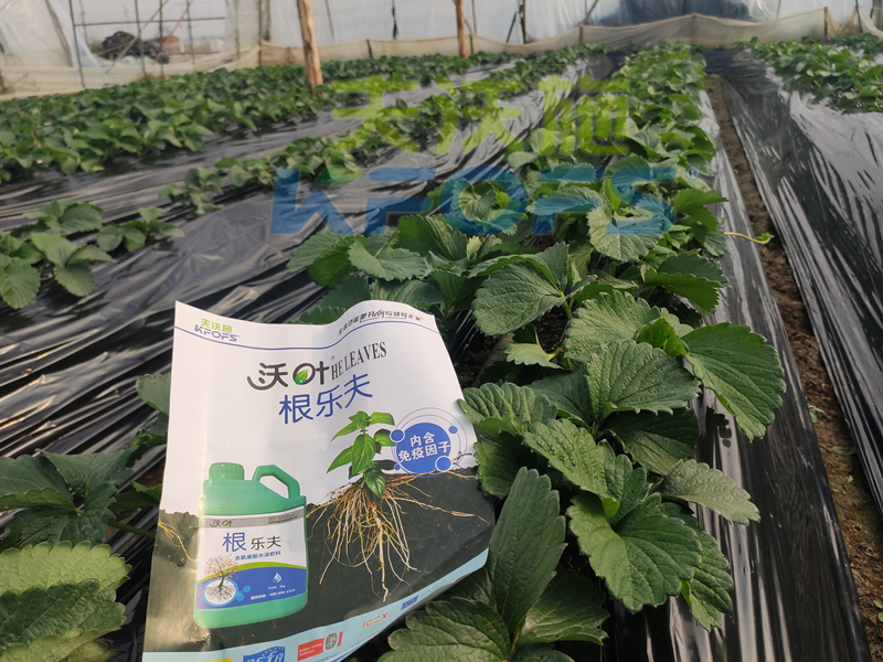 草莓結(jié)果的時候要施什么肥？別再用錯了！