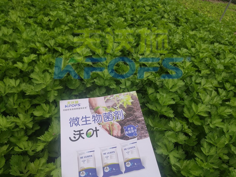 柑橘開春肥，這樣選擇使用準沒錯！