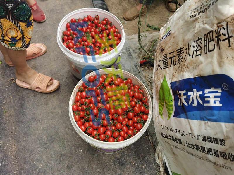 這款大量元素水溶肥，看完為何都很心動(dòng)？