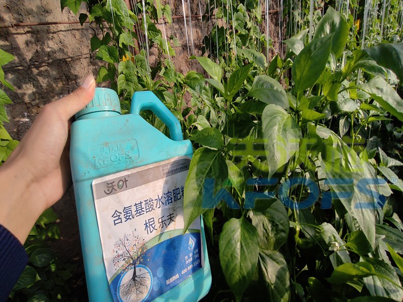 生根水溶肥哪種的好？