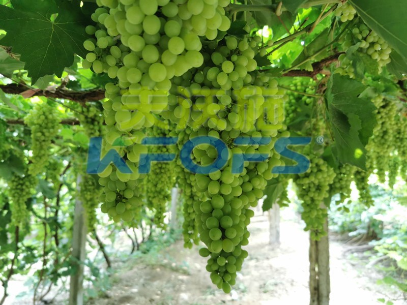 磷酸二氫鉀什么牌子是正宗的？