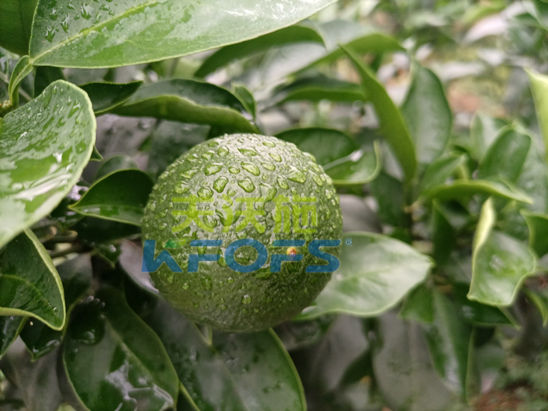 氨基酸葉面肥，你還不知道這個(gè)牌子嗎？