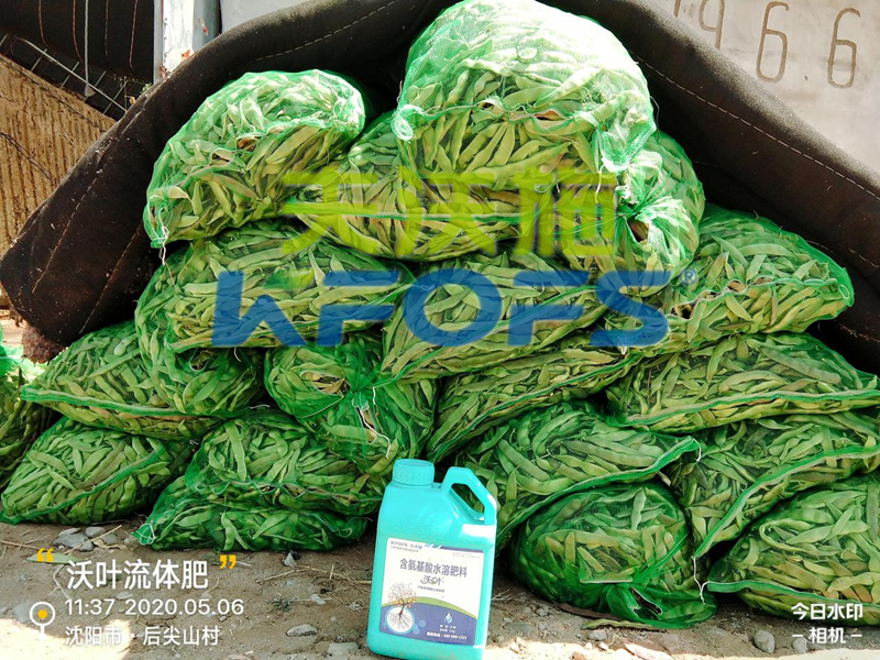 豆角用什么肥料產(chǎn)量高，有必要一看！