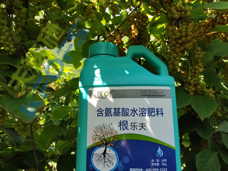 沃葉水溶肥效果怎么樣？一起來驗證！