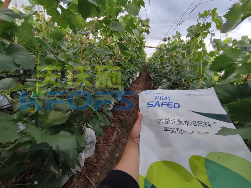如何選擇靠譜的水溶肥廠家？很重要！