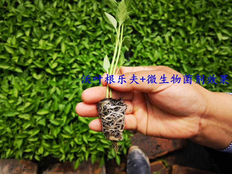 生根劑的正確的使用方法，看這篇就夠了！