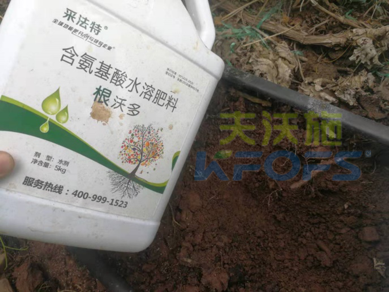 如何選擇一款好的生根劑？