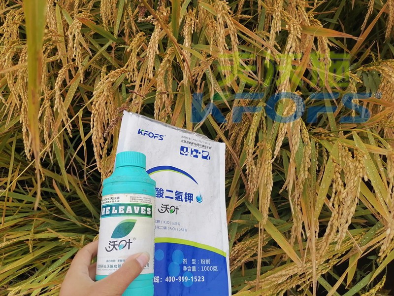 磷酸二氫鉀的用途真大，這三條必看！