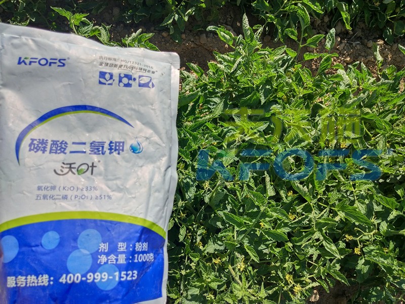 番茄控旺用磷酸二氫鉀效果好嗎？