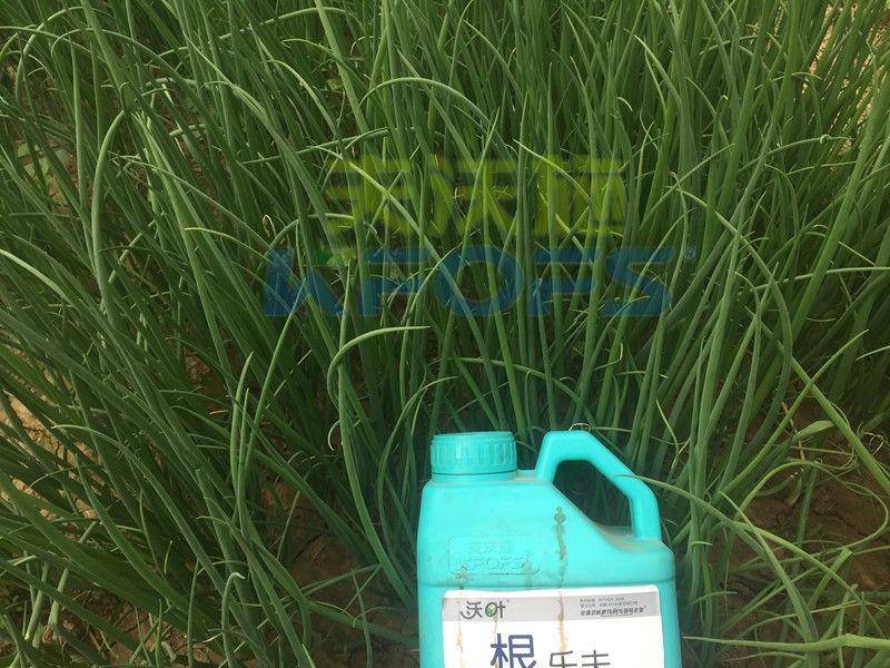 大蔥用什么水溶肥長得高？