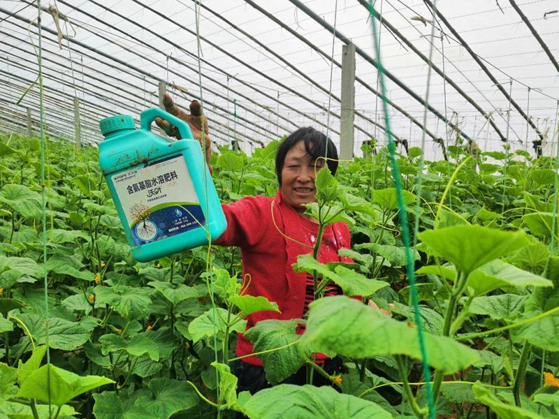 蔬菜沖施肥怕凍嗎？