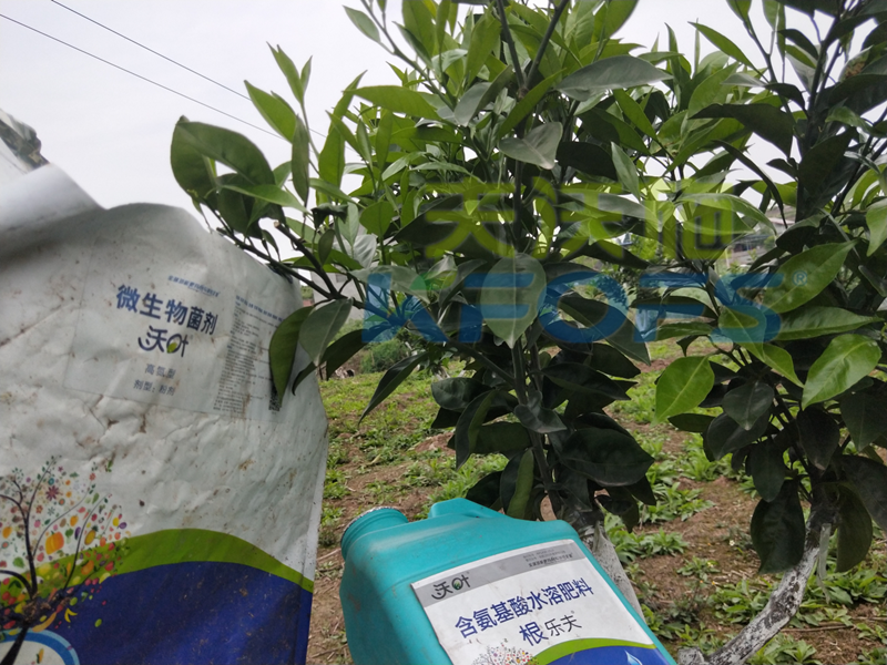 春季果樹用什么肥料好？看看您用對了嗎？