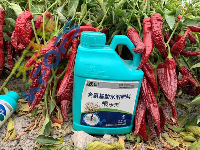 辣椒施肥選沃葉，增產(chǎn)提質(zhì)賣價(jià)高！