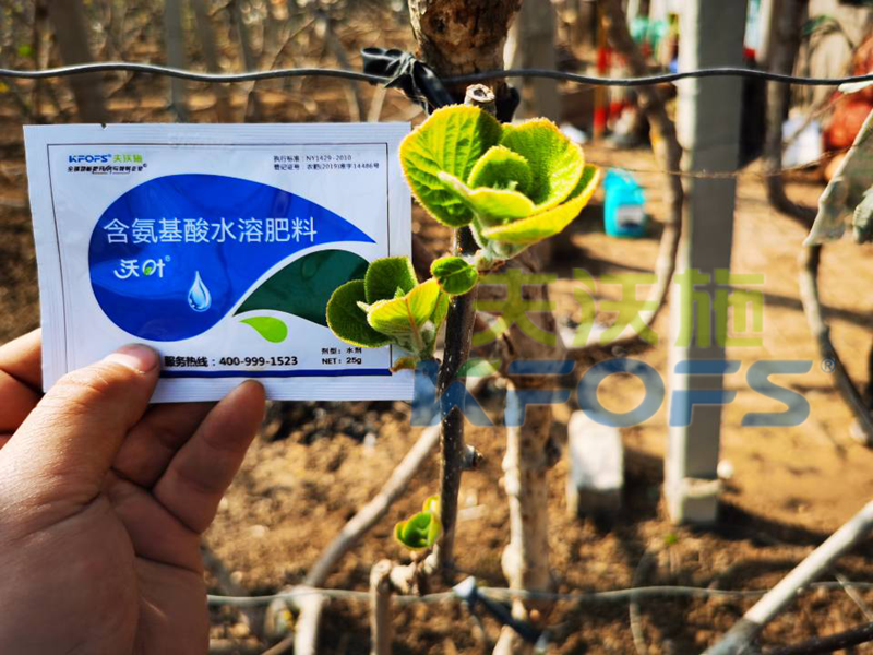 獼猴桃冬季施什么肥料,抵抗性強(qiáng)？