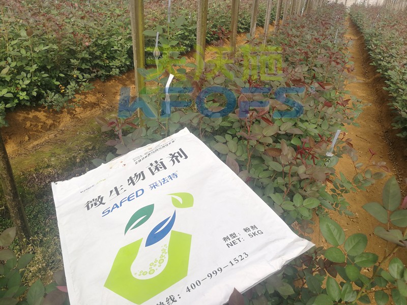 玫瑰水溶肥哪家好？問問基地老板就知道