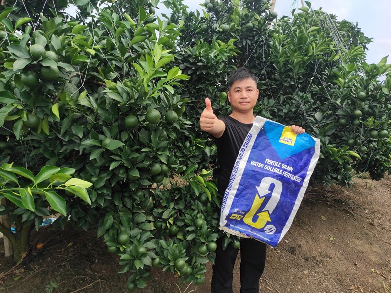 臍橙果期怎樣用顆粒水溶肥效果好？