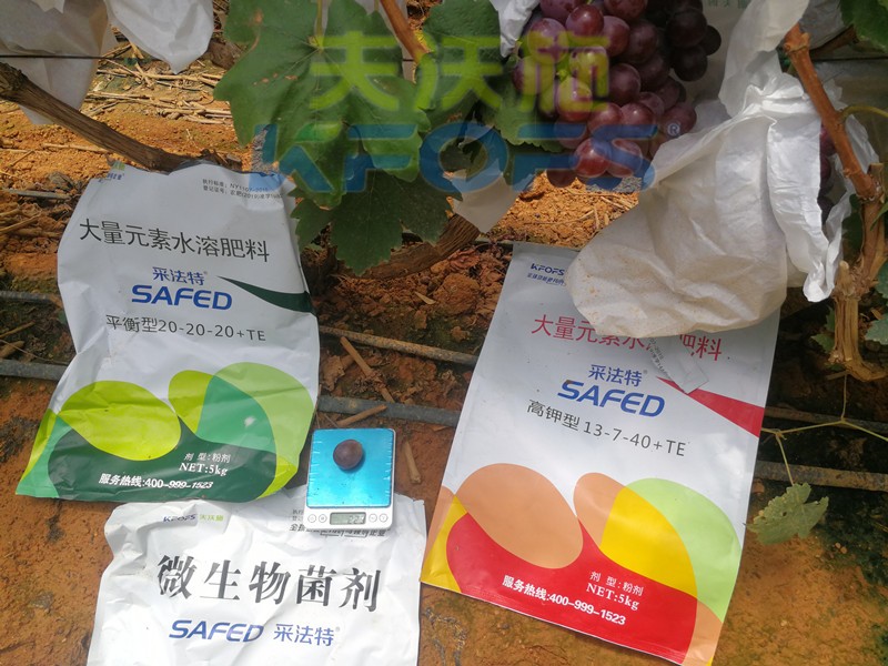 水溶肥這樣用，葡萄提前上市產(chǎn)量高！