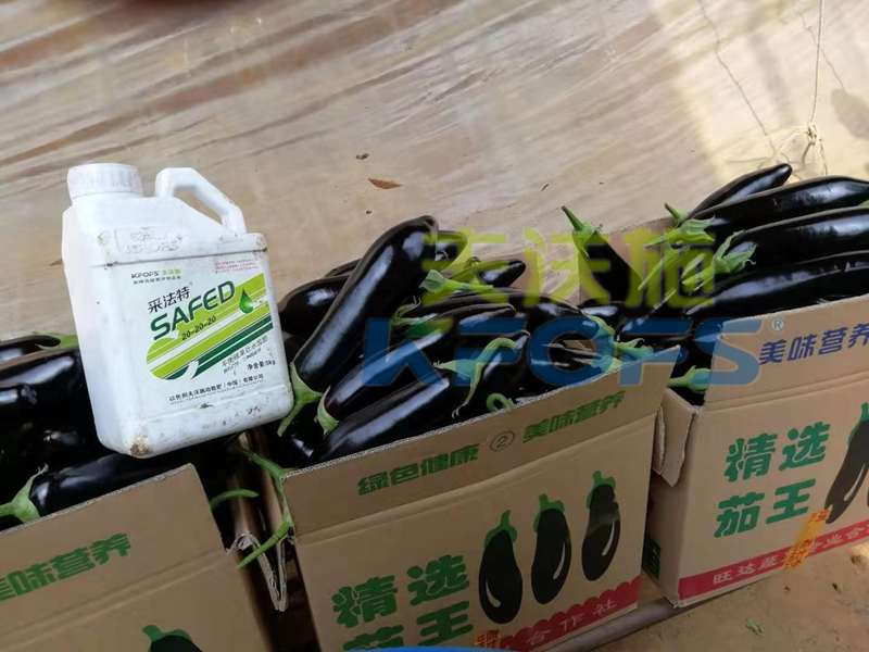 水溶肥這樣用，茄子有光澤