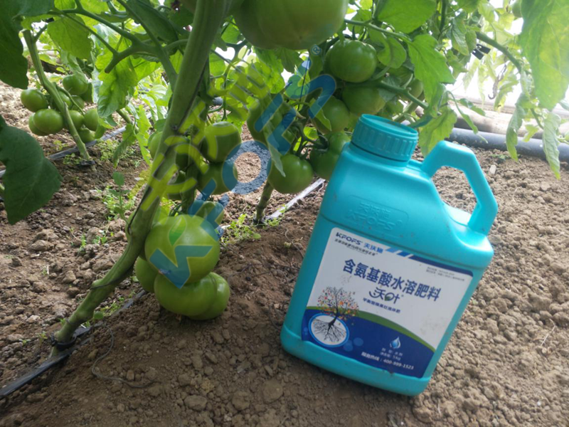大棚蔬菜冬季用什么肥？