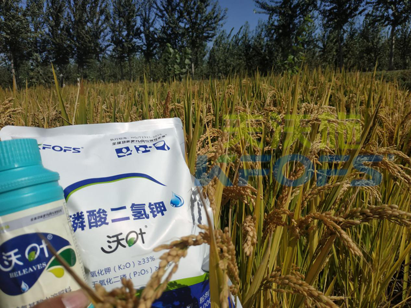 葉面肥-水稻用沃葉葉面肥、二氫鉀效果.png