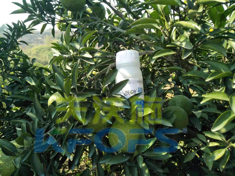 使用硼肥對(duì)植物有哪些好處？