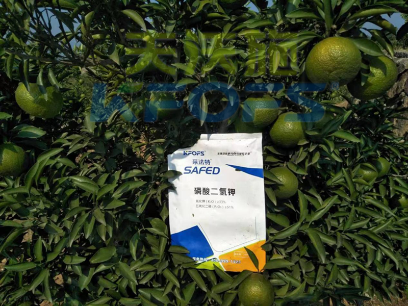 采法特水溶肥教你，冬季如何防治果樹(shù)凍害