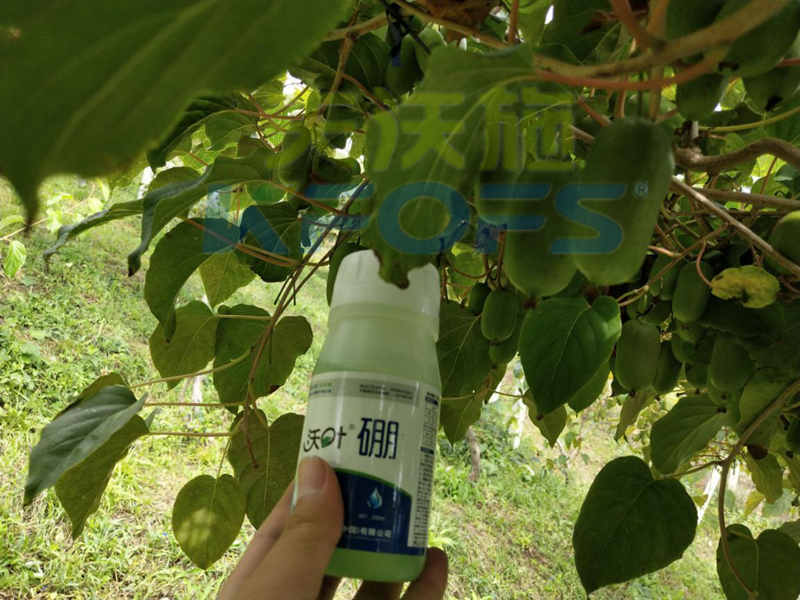 給農(nóng)作物施用硼肥需要注意什么？