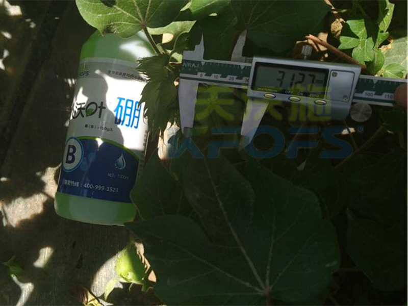 硼肥對(duì)植物生長(zhǎng)主要有哪些作用？