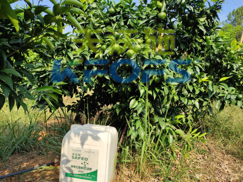 果樹使用哪種水溶肥能順利過冬？