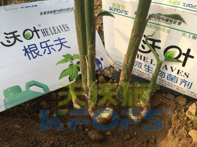 水溶肥怎么用效果好，大姜如何使用