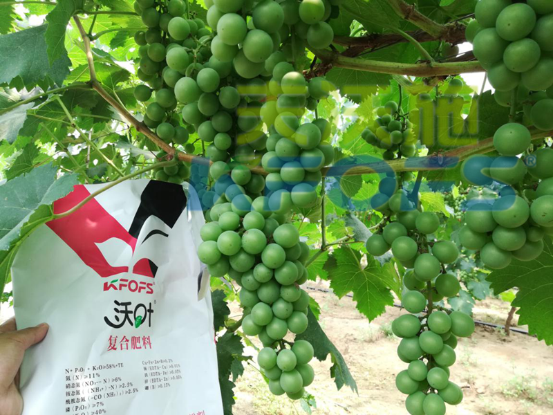 水溶肥哪個品牌好？來看看種植戶怎么說！