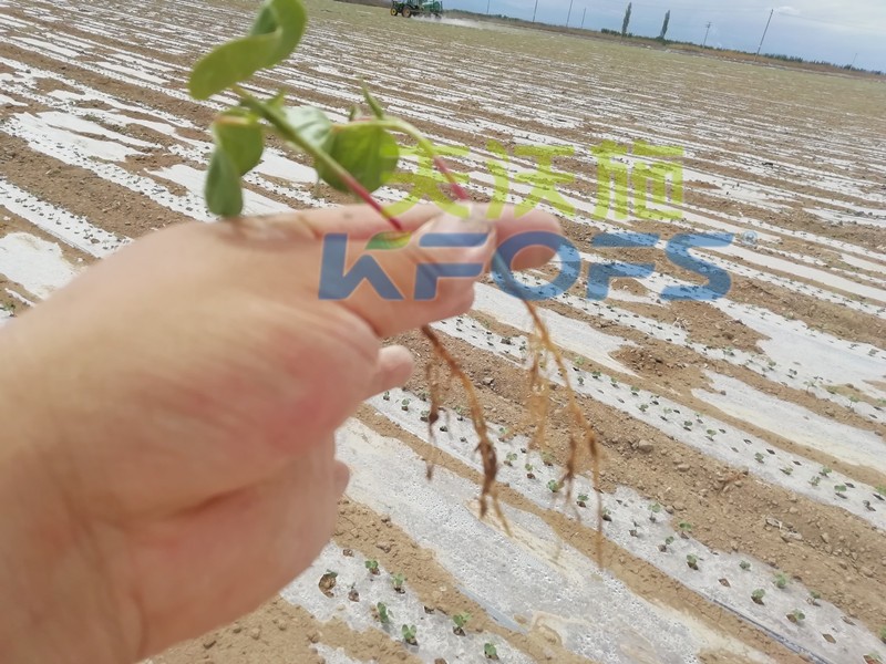 水溶肥哪個品牌好？種植戶是這樣說的