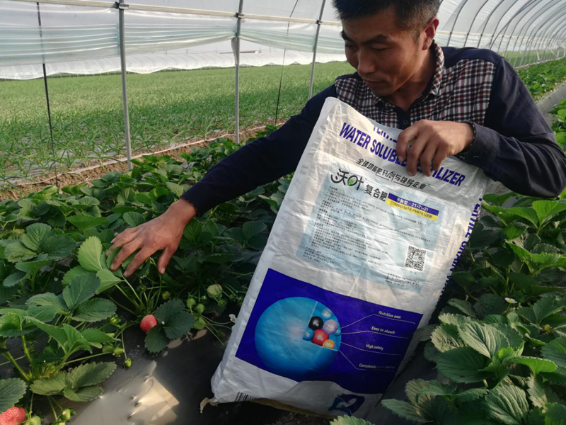 草莓用什么肥料好？沃葉水溶肥怎么樣？