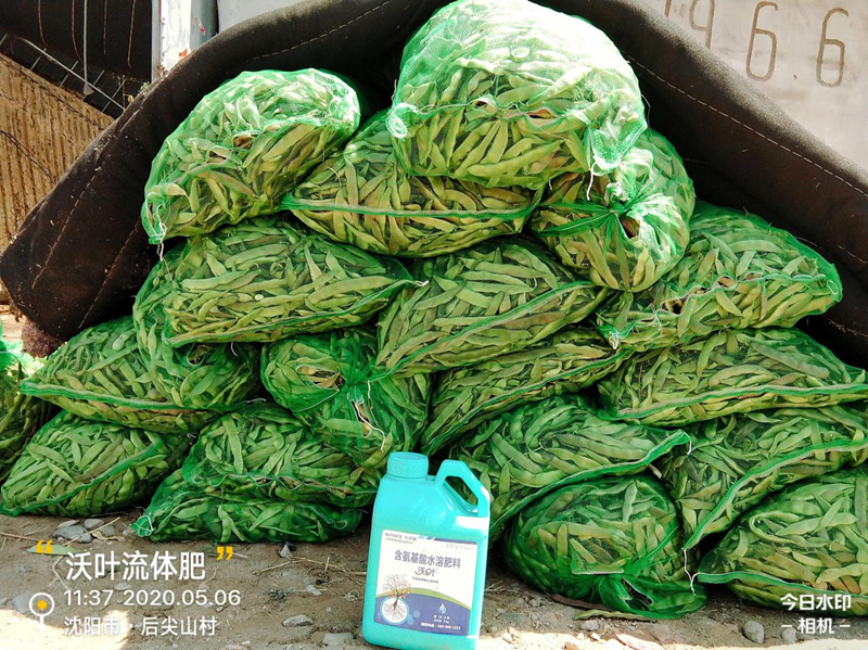 豆角用什么肥料產(chǎn)量高？想知道嗎？