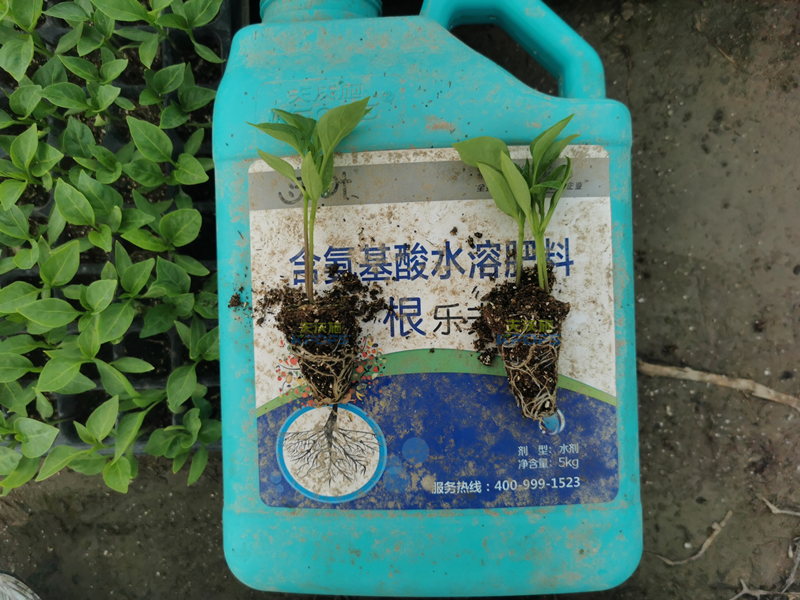 生根劑和生根粉的區(qū)別，別再傻傻分不清了！