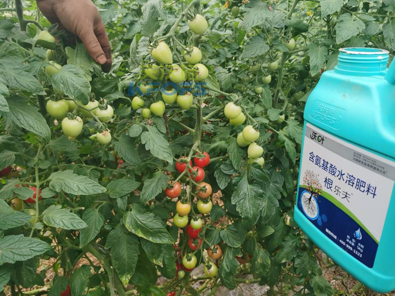 種蔬菜用什么肥料好？您用對了嗎？