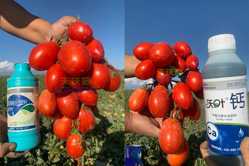 西紅柿水溶肥怎么用？哪家的好？