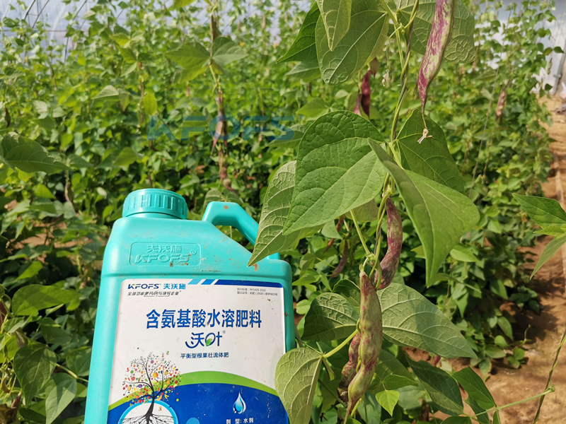 豆角追肥用什么肥料好？楊總很有發(fā)言權(quán)！