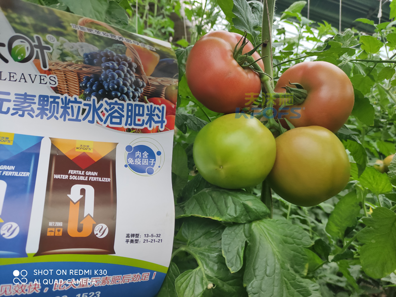 西紅柿果實膨大快用什么肥料？且聽種植者怎么說！