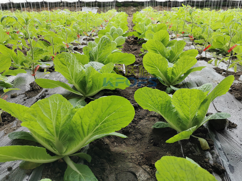 白菜施肥用什么肥料？種植大戶的經(jīng)驗(yàn)！