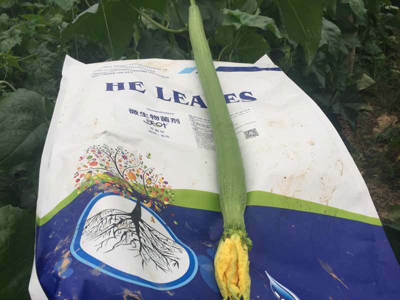微生物菌劑哪家好？對比后的結(jié)果