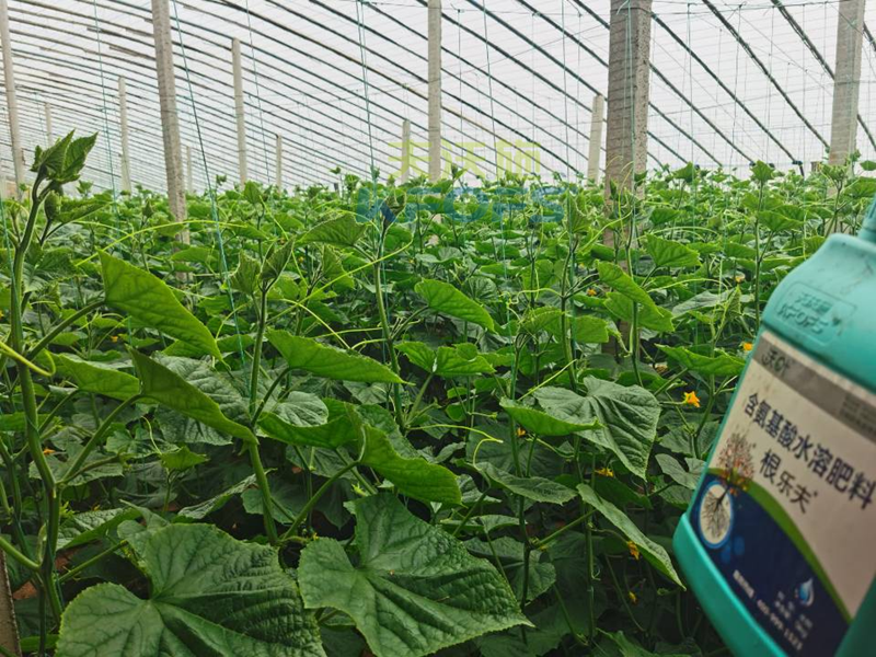 水溶肥調(diào)理黃瓜莖桿細(xì)弱，抓好這兩個時期！