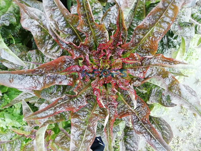 萵筍如何追肥？羅大哥說沃葉真不錯(cuò)！
