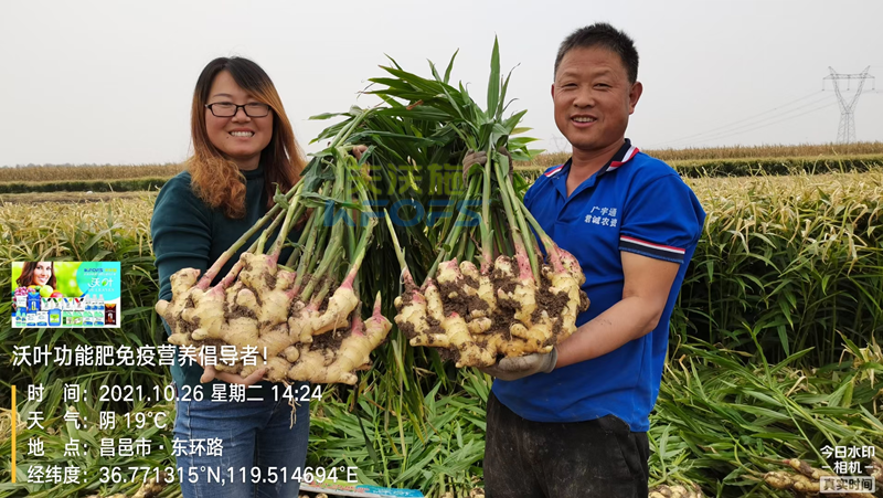 種大姜用什么肥料好？姜農區(qū)都愛用沃葉！
