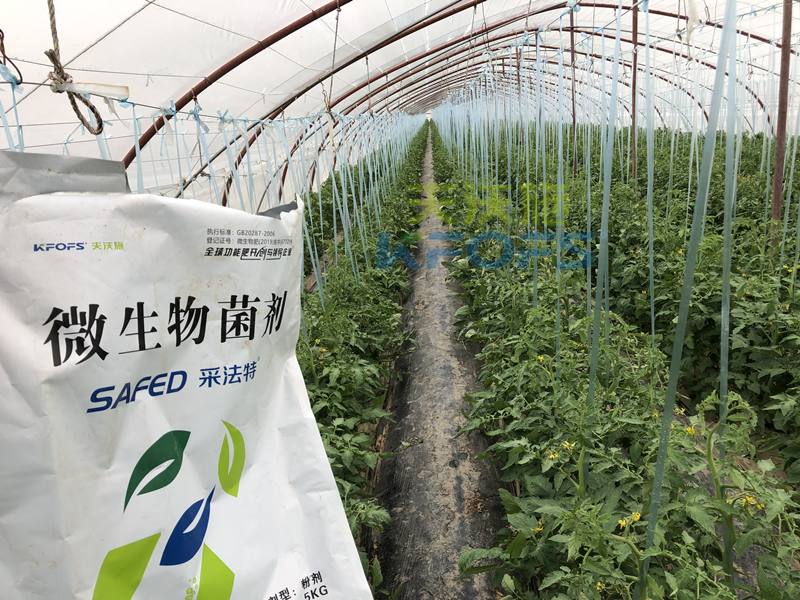 蔬菜施什么肥長(zhǎng)得又快又好？張老板說采法特！