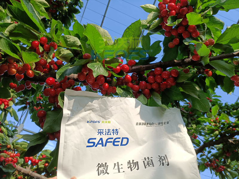 櫻桃采摘后施什么肥料好？王總案例！