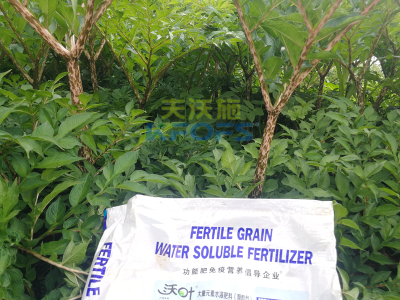 顆粒水溶肥，為何杜總只認(rèn)可這款！